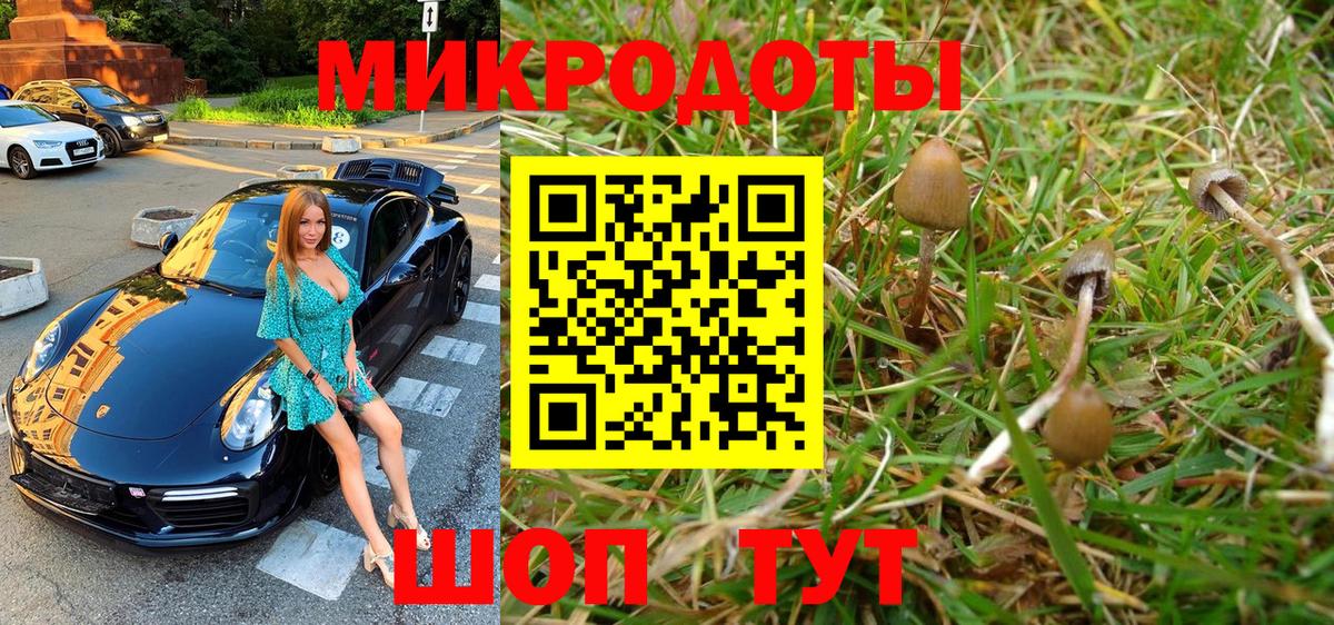 Псилоцибиновые грибы Psilocybe Ессентуки