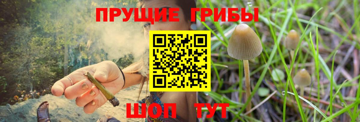 Псилоцибиновые грибы Psilocybe  Вход с VPN  Ессентуки 
